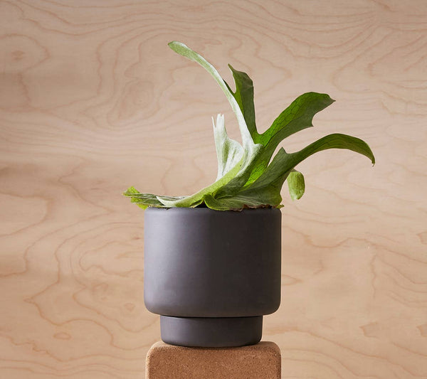 Porcelain Plant Pot MEDIUM