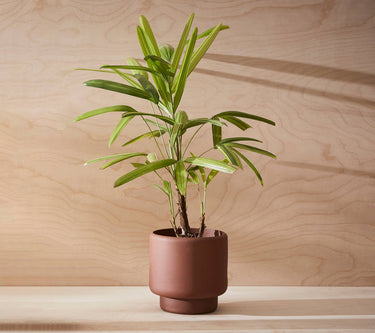 Porcelain Plant Pot MEDIUM