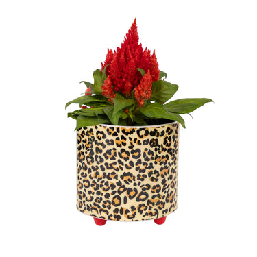 Leopard Print Planter