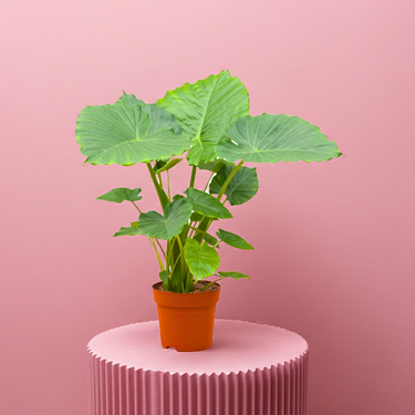 Alocasia Gageana